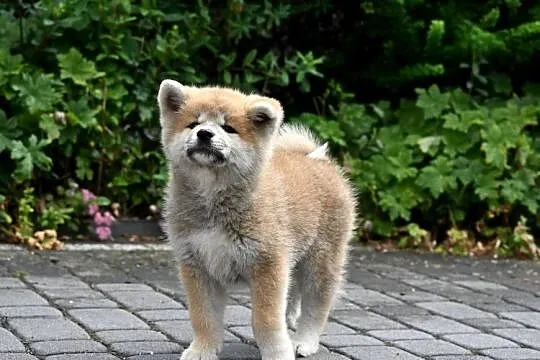 Akita inu akita japońska suczka FCI gotowa do odbioru, Śląskie, Częstochowa
