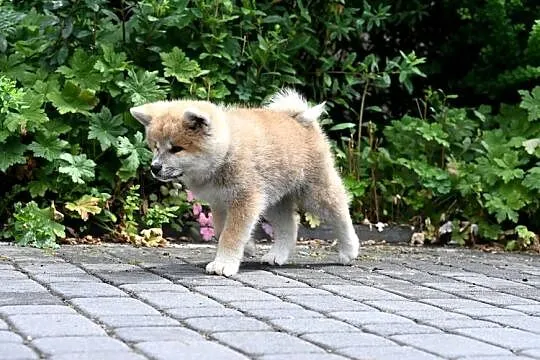 Akita inu akita japońska suczka FCI gotowa do odbioru, Śląskie, Częstochowa
