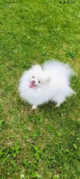 Pomeranian, piękne chłopaki malutkie po bardzo malutkich rodzicach, , Zrębice