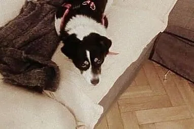Gufi młody piesek szuka kochającego i odpowiedzial