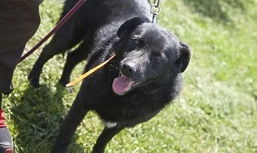 Przepiękny, czarny, duży MORISON do adopcji :), K