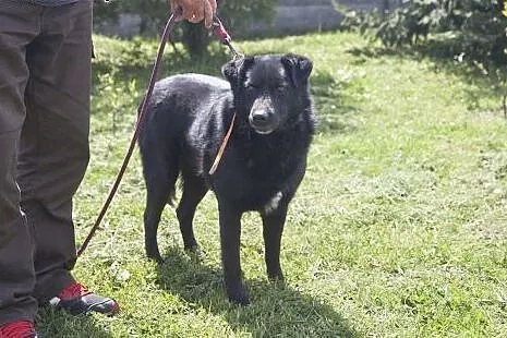 Przepiękny, czarny, duży MORISON do adopcji :),  K