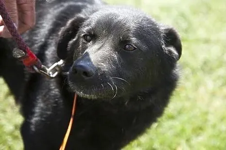 Przepiękny, czarny, duży MORISON do adopcji :),  K