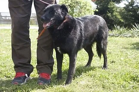 Przepiękny, czarny, duży MORISON do adopcji :),  K