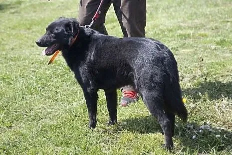 Przepiękny, czarny, duży MORISON do adopcji :),  K