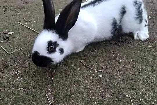 Sprzedam krórlika  srokacza niemieckiego, Pomorskie, Skarszewy