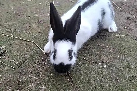 Sprzedam krórlika  srokacza niemieckiego, Pomorskie, Skarszewy