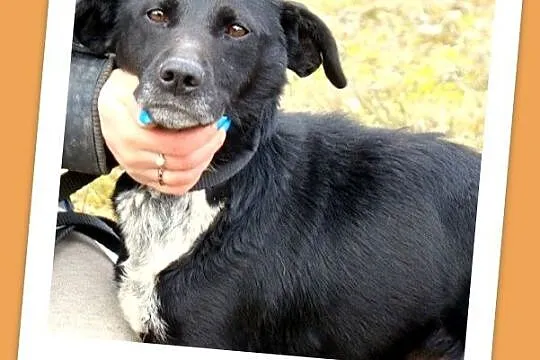 Średnia 15 kg sunia BOLKA, przemiła,łagodna,towarzyska_Adopcja_