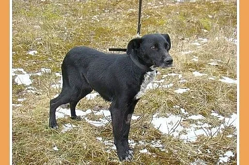 Średnia 15 kg sunia BOLKA, przemiła,łagodna,towarz