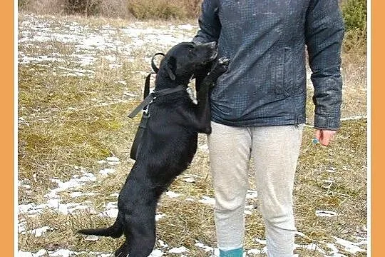 Średnia 15 kg sunia BOLKA, przemiła,łagodna,towarz