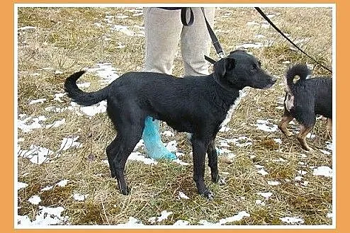 Średnia 15 kg sunia BOLKA, przemiła,łagodna,towarz