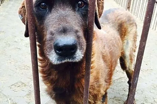 Bella - Pomocy!! Zostało jej niewiele czasu...,  m