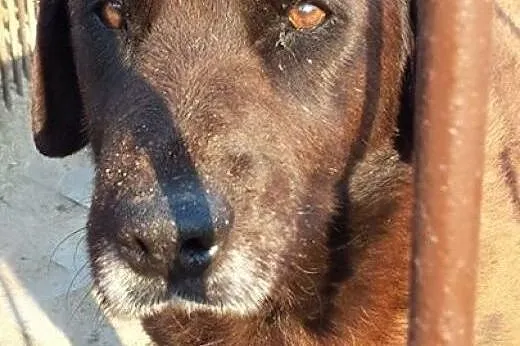Bella - Pomocy!! Zostało jej niewiele czasu...,  m