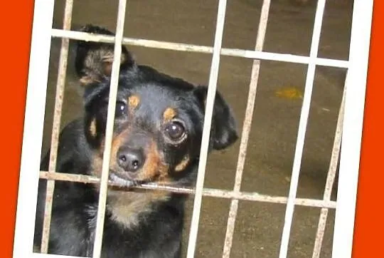 Muszka-parówkowa,mała,nakolankowa,domowa suczka w schronisku.ADOPCJA