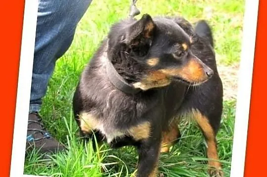Muszka-parówkowa,mała,nakolankowa,domowa suczka w 
