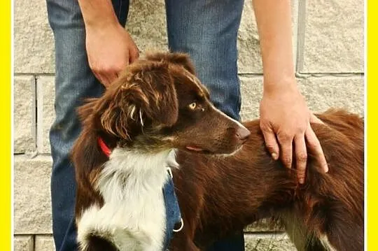 Delikatna,spokojna czekoladowa,średnia suczka KANG