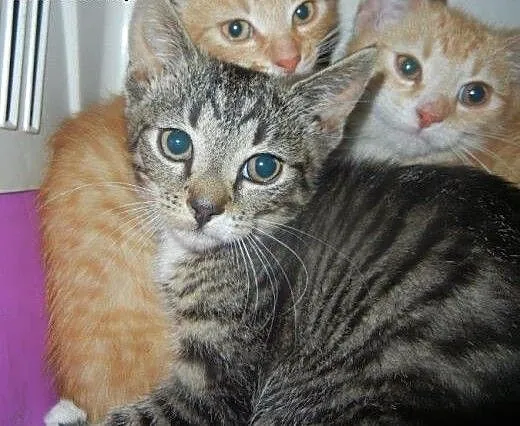 Rumianek, Mniszek i Szałwia do adopcji!!!, łódzki