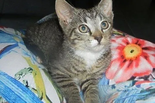 Rumianek, Mniszek i Szałwia do adopcji!!!,  łódzki