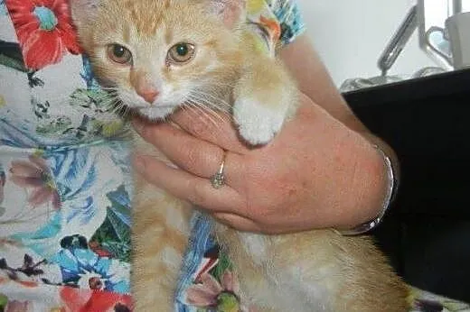 Rumianek, Mniszek i Szałwia do adopcji!!!,  łódzki