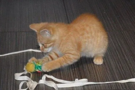 Rumianek, Mniszek i Szałwia do adopcji!!!,  łódzki