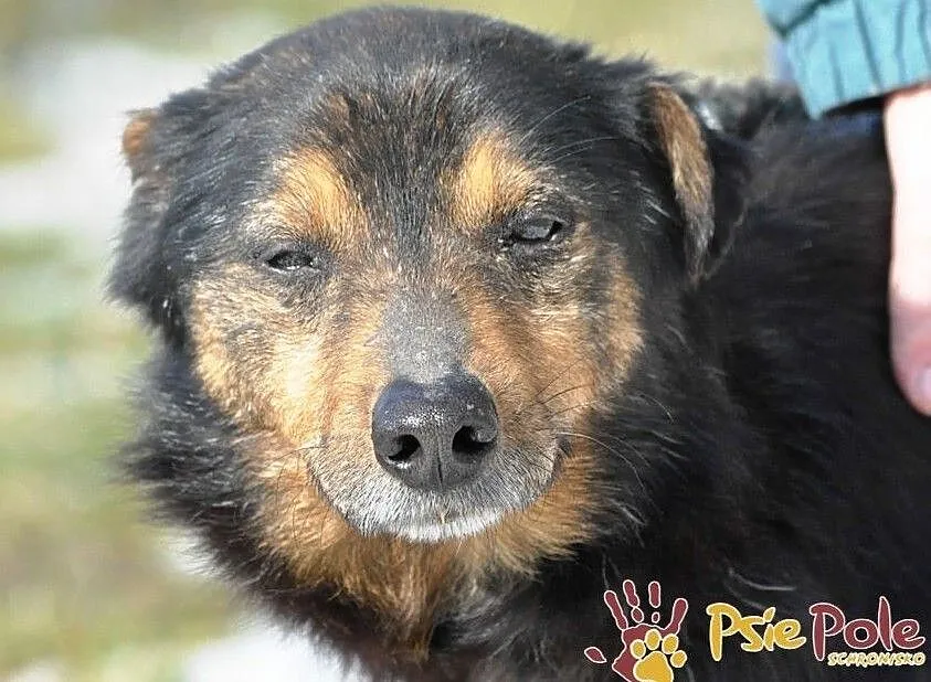 MIŚ-malutki, pogodny, spokojny starszy psiak prosi o dobry dom, adopcja, Małopolskie, Kraków