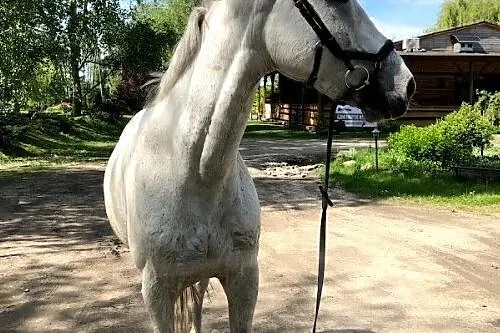 sprzedam siwego wałacha małopolskiego, , 