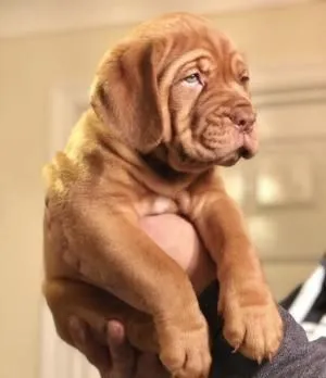 Szczenięta Dogue de Bordeaux na sprzedaż. Napisz do mnie na WhatsApp: +44 7453 907158, , Kraszów