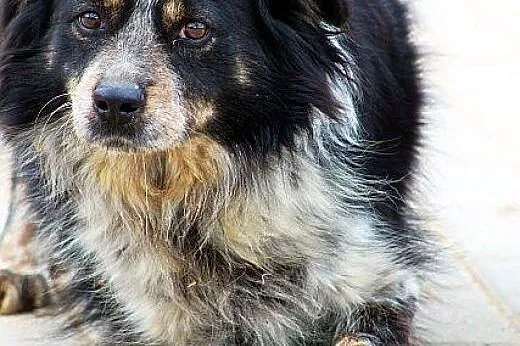 BIEDRONKA pogodna młodziutka sunia sama za kratami