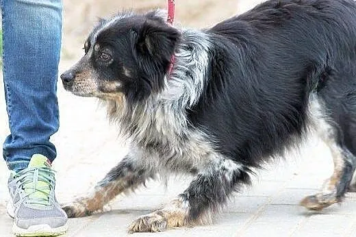 BIEDRONKA pogodna młodziutka sunia sama za kratami