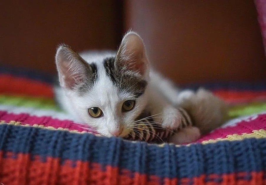 Malutki Momo do adopcji, Śląskie, Gliwice
