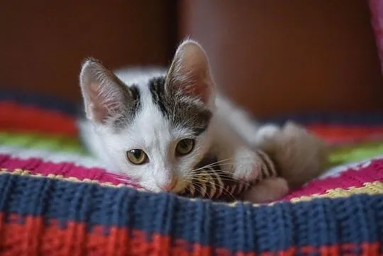 Malutki Momo do adopcji, Śląskie, Gliwice