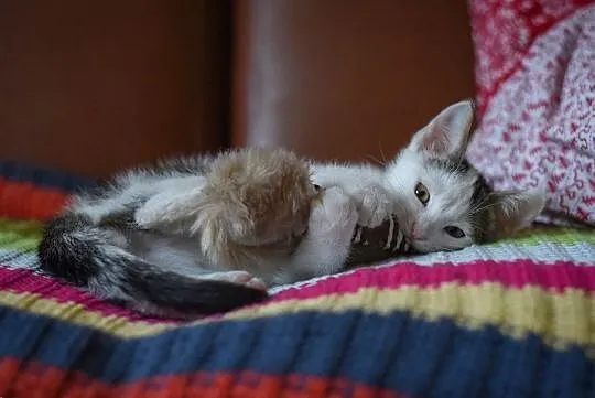 Malutki Momo do adopcji, Śląskie, Gliwice