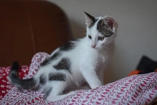 Malutki Momo do adopcji, Śląskie, Gliwice