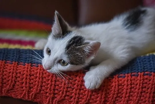Malutki Momo do adopcji, Śląskie, Gliwice
