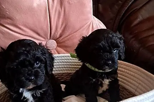 Cavapoo piesek black mama cavalier tata pudel toy red