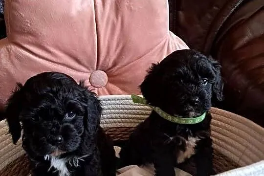 Cavapoo piesek black mama cavalier tata pudel toy red, Świętokrzyskie, Busko-Zdrój