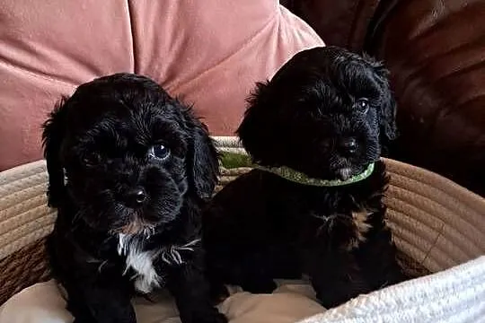 Cavapoo piesek black mama cavalier tata pudel toy red, Świętokrzyskie, Busko-Zdrój