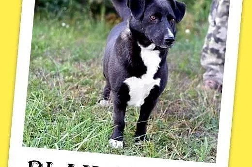 10kg,krótkie łapki,łagodny,towarzyski piesek BLAK.Adopcja,  dolnośląskie Wrocław