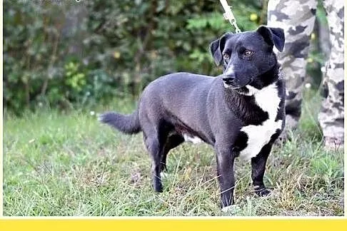 10kg,krótkie łapki,łagodny,towarzyski piesek BLAK.
