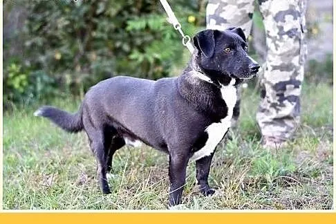10kg,krótkie łapki,łagodny,towarzyski piesek BLAK.