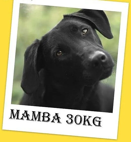 30kg labrador mix,młoda,czarna,łagodna,towarzyska