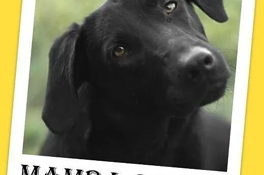 30kg labrador mix,młoda,czarna,łagodna,towarzyska 