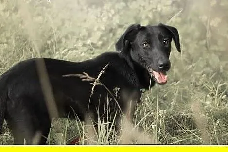 30kg labrador mix,młoda,czarna,łagodna,towarzyska 