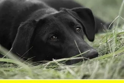 30kg labrador mix,młoda,czarna,łagodna,towarzyska 