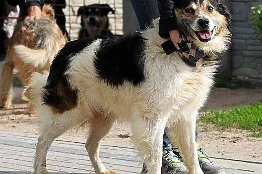 SAMBOR piękny, wesoły, przyjazny psiak,  mazowieck
