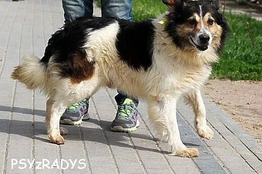 SAMBOR piękny, wesoły, przyjazny psiak,  mazowieck