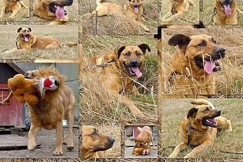 Gustaw-spory psiak o charakterze szczeniaczka,  ma