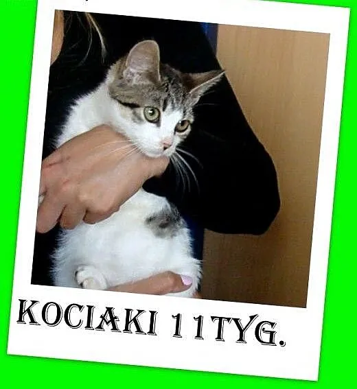 11tyg.kociątka,kociczki,odrobaczone,ks.zdrowia.ADO