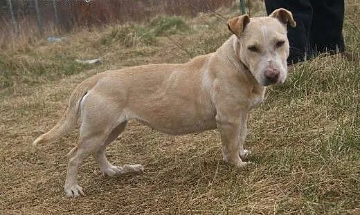 Tosca, oryginalna sunia szuka domu na wyłączność,