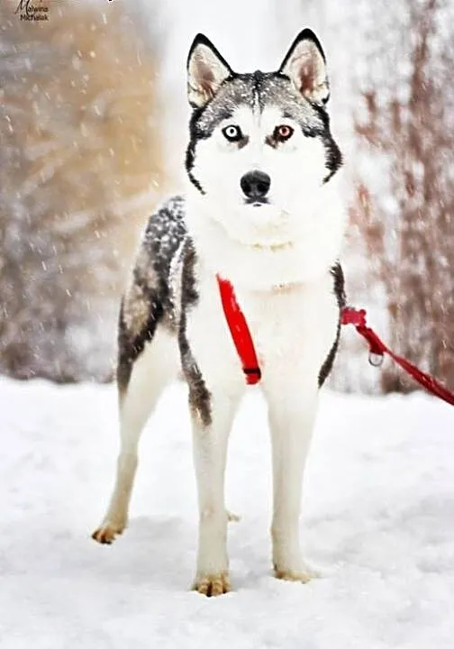 Kontaktowa, wesoła Rea w typie HUSKY do pokochania